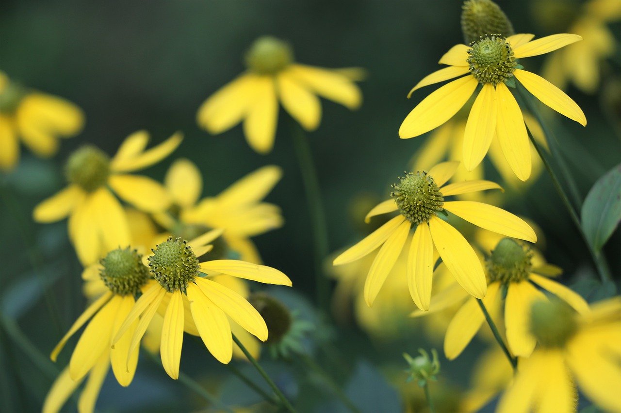 Arnica Omeopatica