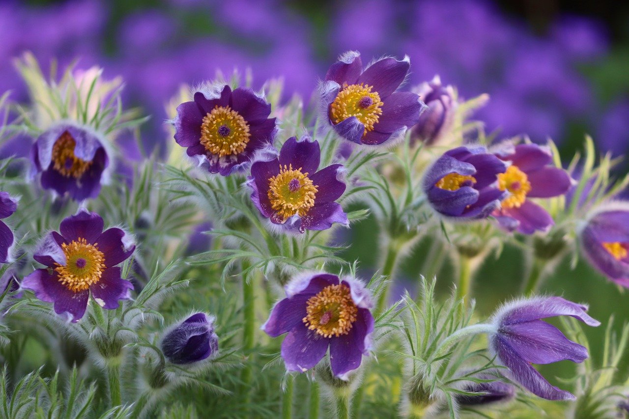 Pulsatilla omeopatia