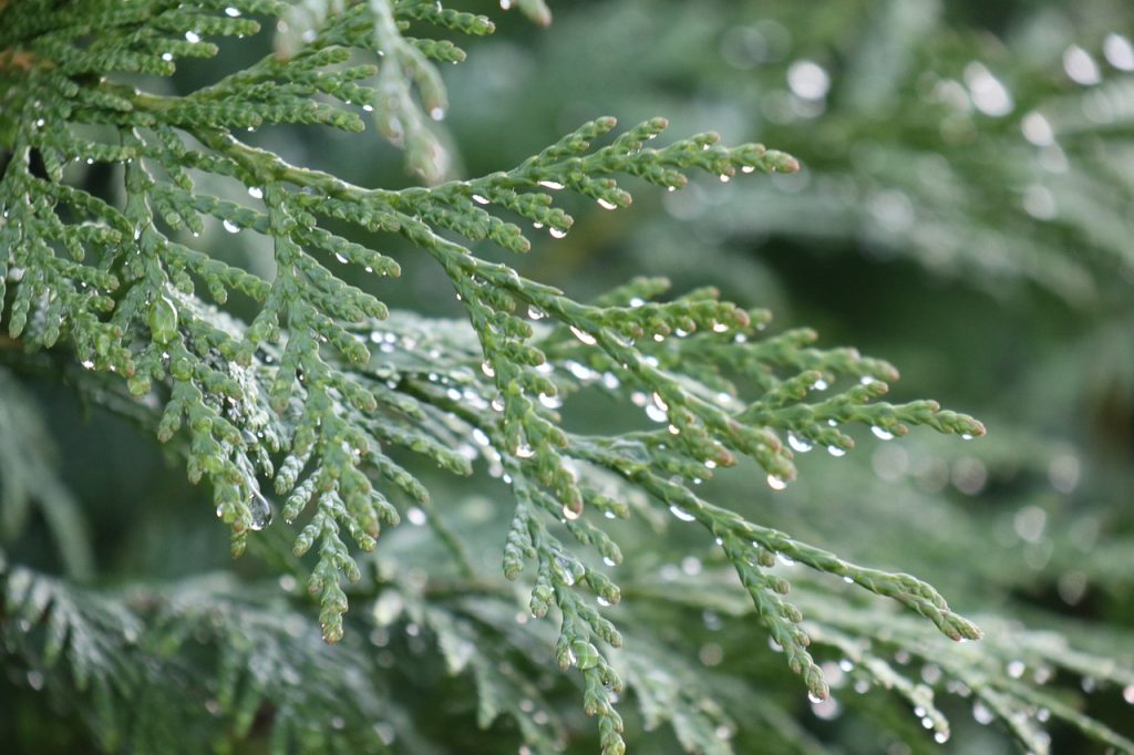 Thuja omeopatia