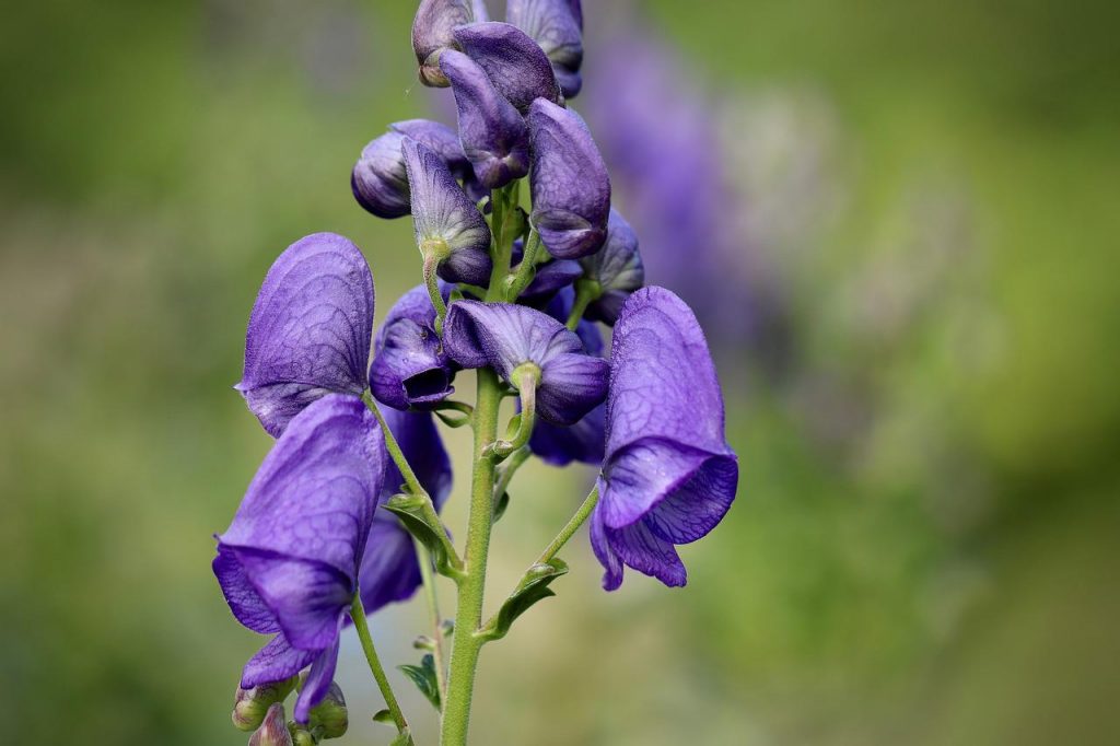 Aconitum Napellus omeopatia