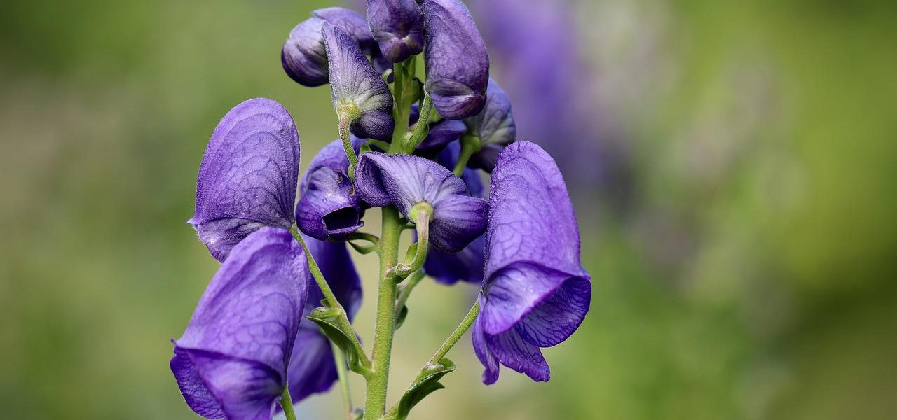 Aconitum Napellus omeopatia