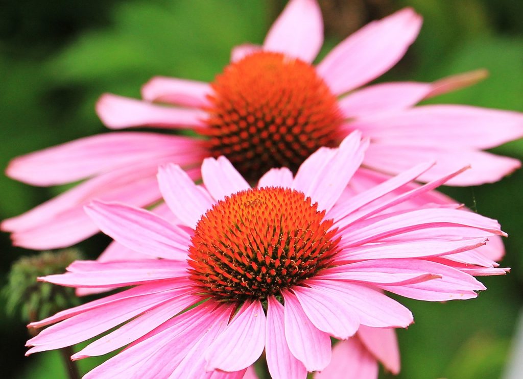 Echinacea in omeopatia