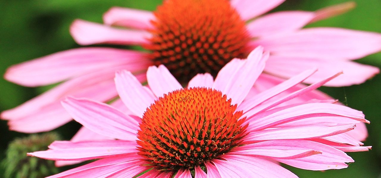 Echinacea in omeopatia