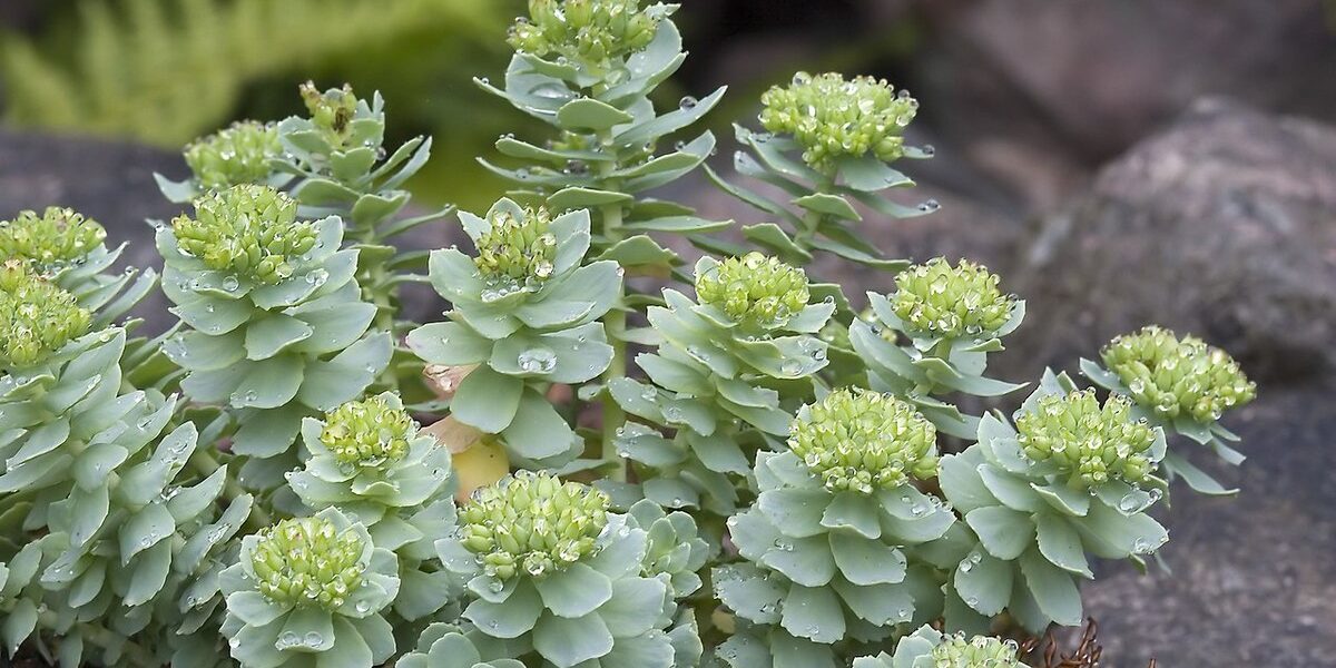 Rhodiola Rosea omeopatia